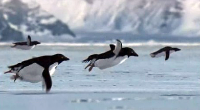 Flying 
penguins