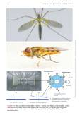 Motion Mountain Physics Textbook page 152